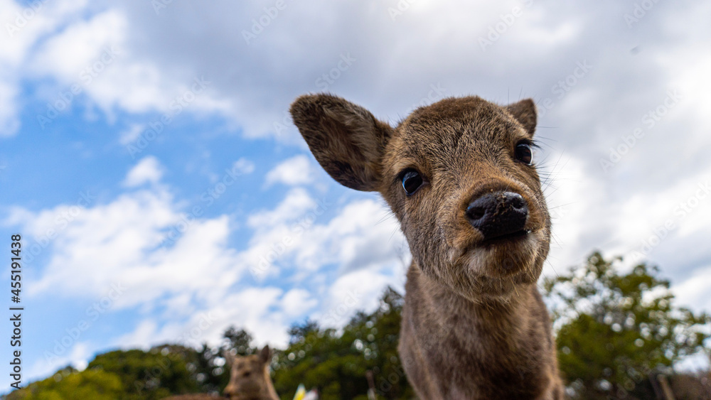 Obraz premium giraffe in the sky