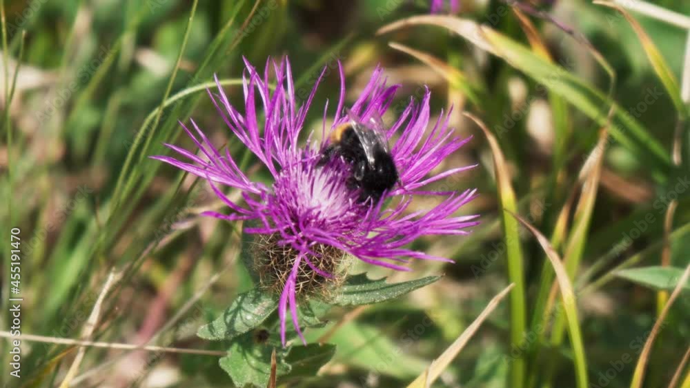 Close-up of a bee perched on a freshly bloomed flower Close-up of a bee perched on a freshly bloomed flower