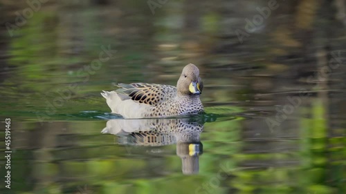 A wild yellow billed teal, anas flavirostris swimming and wandering on the rippling water in freshwater lake, natural landscape tracking shot.