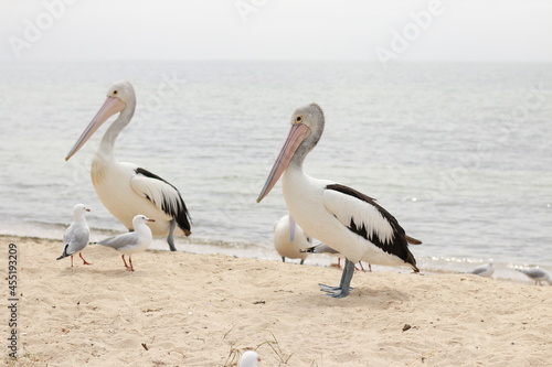Native Australian Pelican on the beach with Seagulls in the heat of the summer sun, coastal Victoria, Australia