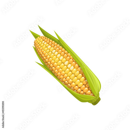 Ear of corn vector ripe cob vegetable with leaves and yellow seeds, whole corncob. Healthy snack, fresh farm production delicious food. Cartoon element for design isolated on white background