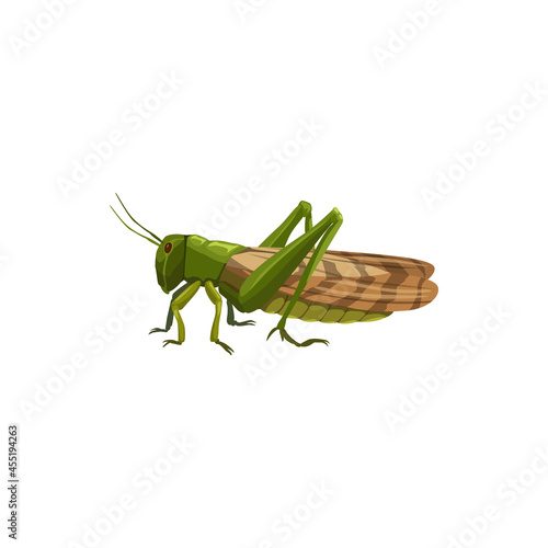 Locust grasshopper icon, pest control insect, vector isolated. Pest control disinfection, extermination and disinsection. Domestic and agriuclture insects disinfestation