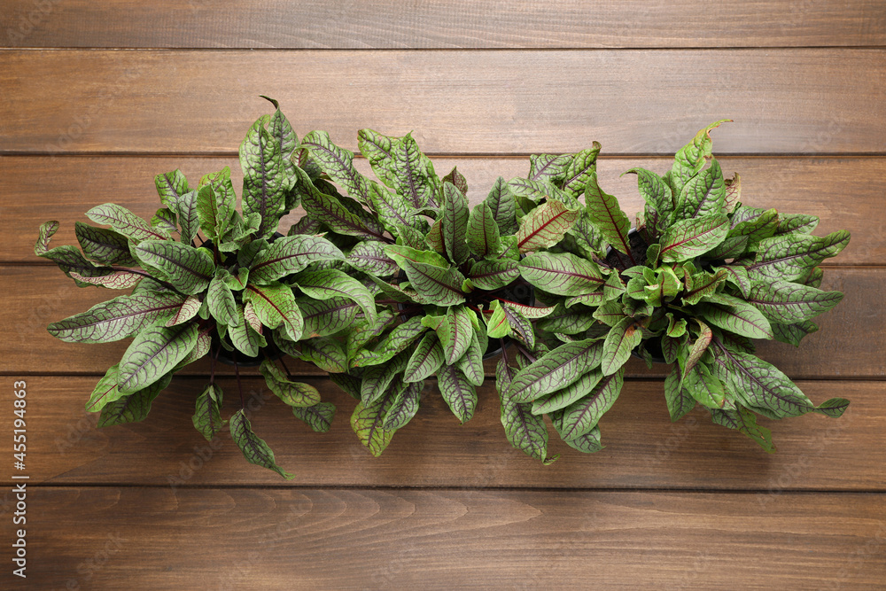 Sorrel plants on wooden table, top view Sorrel plants on wooden table, top view