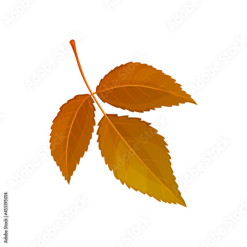 Autumn elm leaf vector icon, cartoon foliage, fallen ulmus tree leaf of brown color, design element isolated natural object on white background, sign