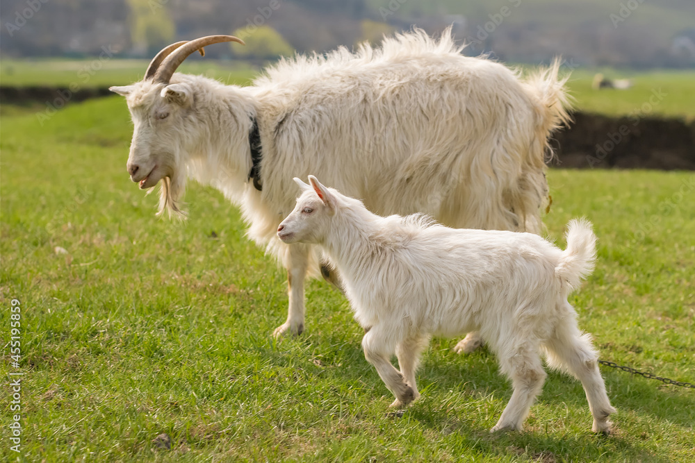 Goat mother with a kid grazing on green meadow Goat mother with a kid grazing on green meadow