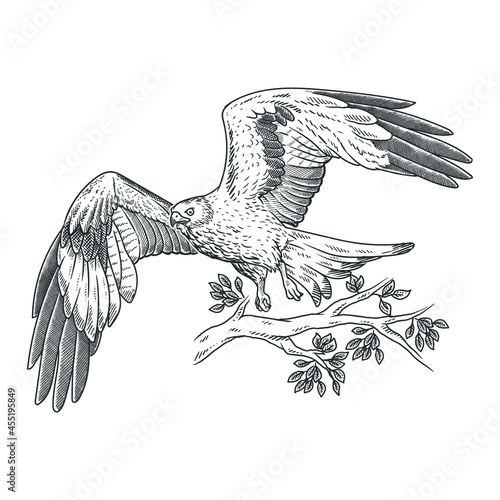 flying eagle hawk or falcon