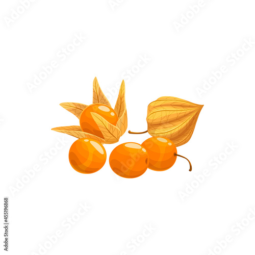 Physalis fruit isolated cape gooseberry realistic design. Vector goldenberry, physalis peruviana, calyx open, exposing ripe fruit. Dietary supplement superfood, eco superfruit, berries with vitamin C