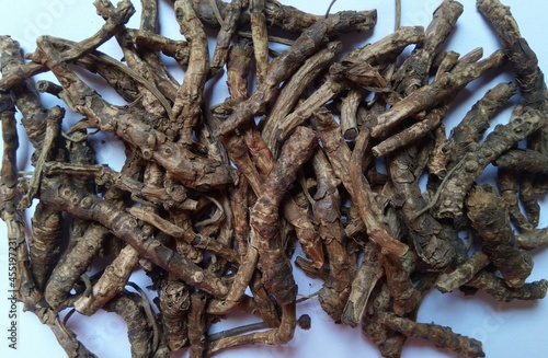 Dry roots or stem of Kutki –  Picrorhiza kurroa is a powerful Ayurvedic herb used in treating mainly chronic fever, skin disorders and diabetes. photo