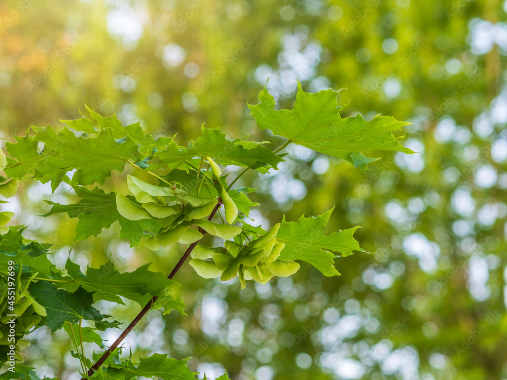 Spring branches of maple tree with fresh green leaves Spring branches of maple tree with fresh green leaves