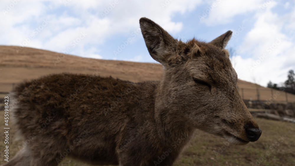 donkey with sky donkey with sky