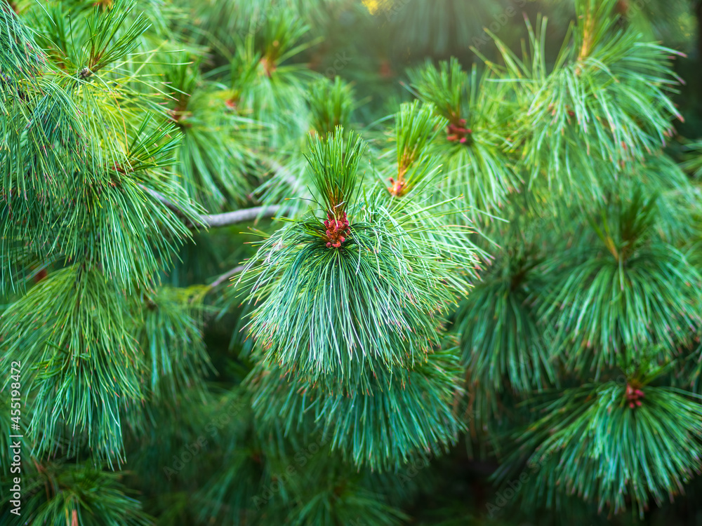 Cedar branches with long fluffy needles with a beautiful blurry background. Cedar branches with fresh shoots in spring. Cedar branches with long fluffy needles with a beautiful blurry background. Cedar branches with fresh shoots in spring.