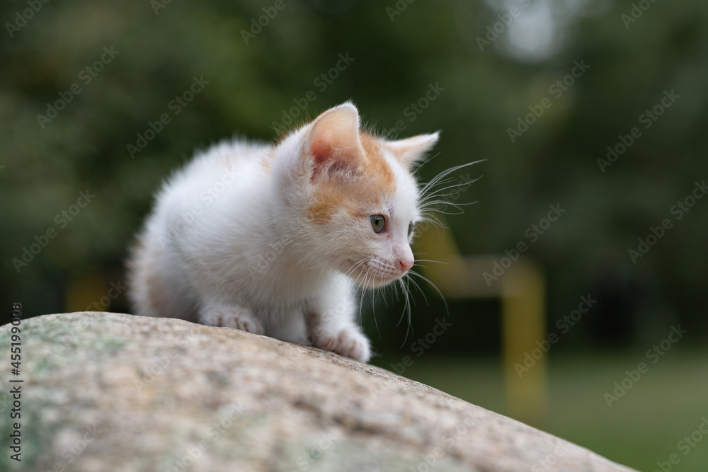 Portrait of a small white-red kitten in the park, close-up.
Portrait of a small white-red kitten in the park, close-up.