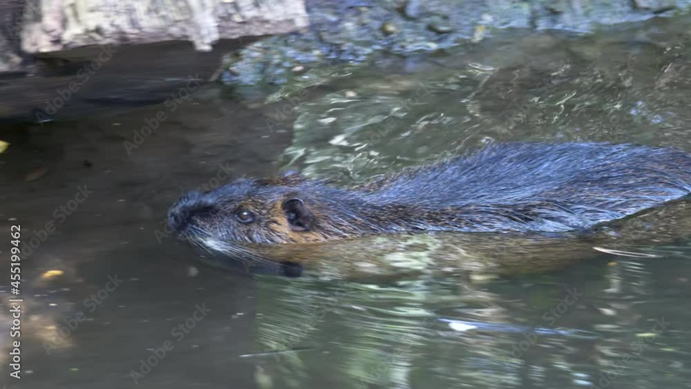 Close up track shot of wild beaver swimming in natural stream during sunny day - slow motion 4k shot in prores quality Close up track shot of wild beaver swimming in natural stream during sunny day - slow motion 4k shot in prores quality