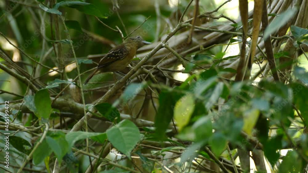 Bird on branch looking around flies away close up Bird on branch looking around flies away close up