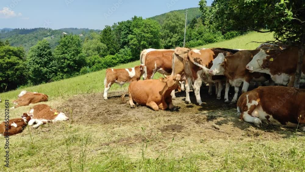 Handheld video of cows resting in the sun at the farm. Handheld video of cows resting in the sun at the farm.