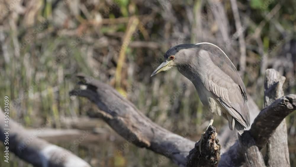 Black-crowned Night Heron Hunter perched on wooden trunk and observing river area,close up Black-crowned Night Heron Hunter perched on wooden trunk and observing river area,close up