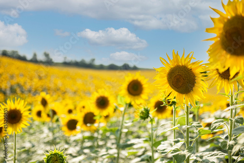 Beautiful sunflowers in the field  natural background.