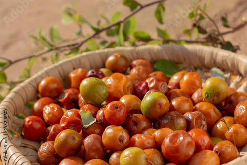 Ziziphus jujuba, commonly called jujube, also known as Chinese date, Chinese apple, Indian plum, Indian jujube, Musawu or Maçanica. They are sweet fruits, quite nutritious and rich in vitamin C
