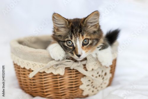 A cute, small, sad kitten is sitting in a basket and looking at the camera. He has a funny half-black, half-red nose. It is tricolor.