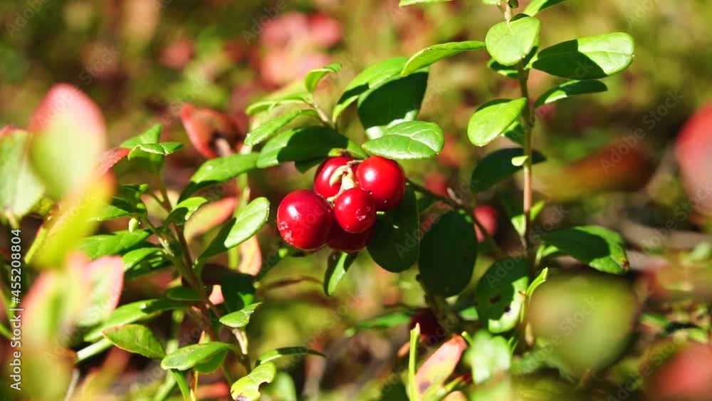 Ripe lingonberries in peaceful sunny forest, static view close Ripe lingonberries in peaceful sunny forest, static view close