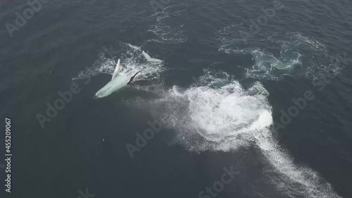 Pod of humpback whales relaxing and doing tail throws or peduncle throws