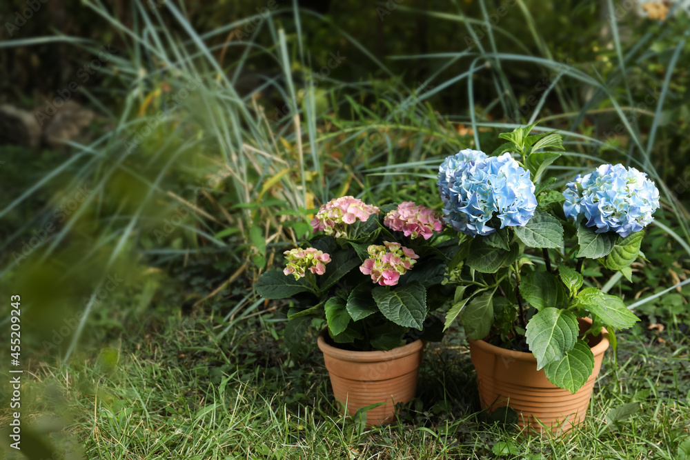 Beautiful blooming hortensia plants in pots outdoors. Space for text