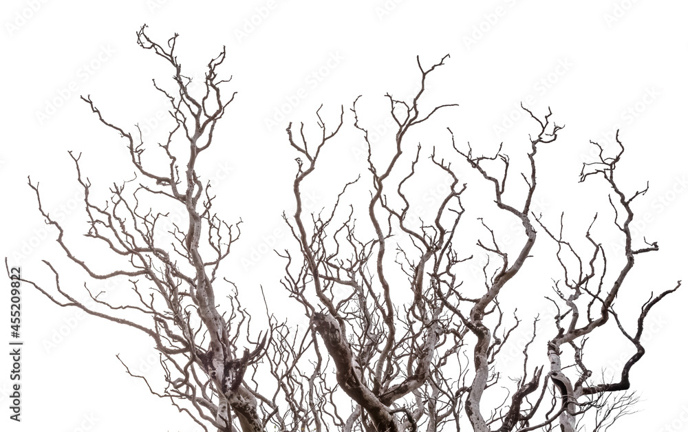 Silhouette de branches mortes, fond blanc 