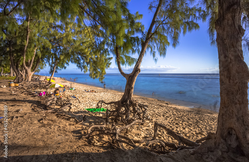 Filaos sur plage de l’Hermitage, Saint-Gilles-Les-Bains, Île de la Réunion 