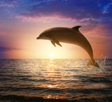 Beautiful bottlenose dolphin jumping out of sea at sunset