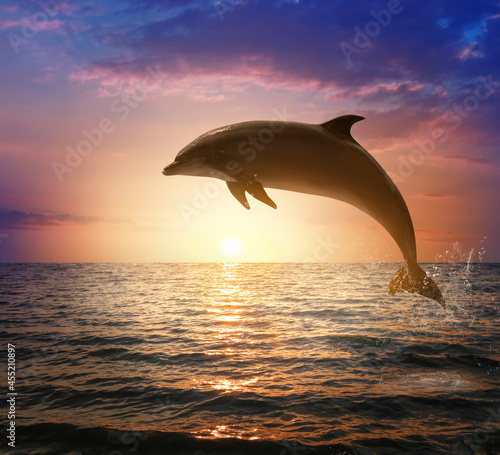 Fototapeta Naklejka Na Ścianę i Meble -  Beautiful bottlenose dolphin jumping out of sea at sunset