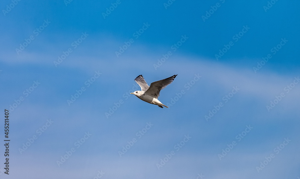 Bird river gull close-up on the background of the blue sky in summer