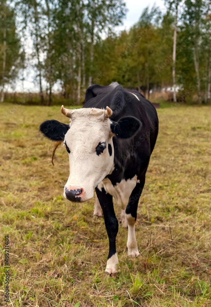 Black and white cow on a background of grass, birches and sky in summer