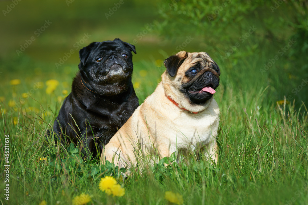 Portrait of two pugs black and apricot in green grass