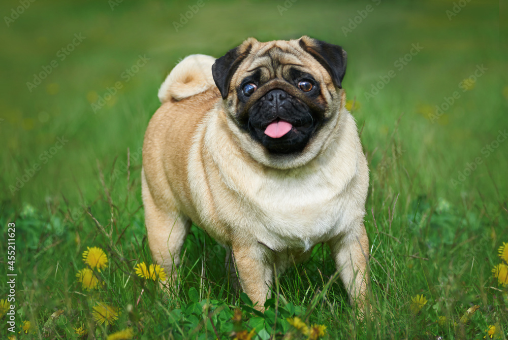 Pug breed dog of apricot color on a green lawn, portrait of a pug