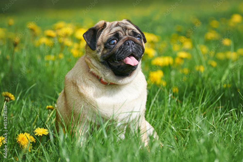 Pug breed dog of apricot color on a green lawn, portrait of a pug