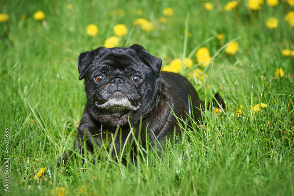 Black dog of the pug breed lies in the grass and dandelions