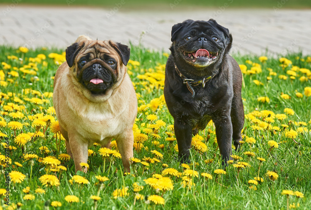 Portrait of two pugs black and apricot in green grass