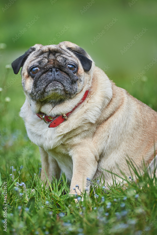 Adult old pug long-liver sits in the grass