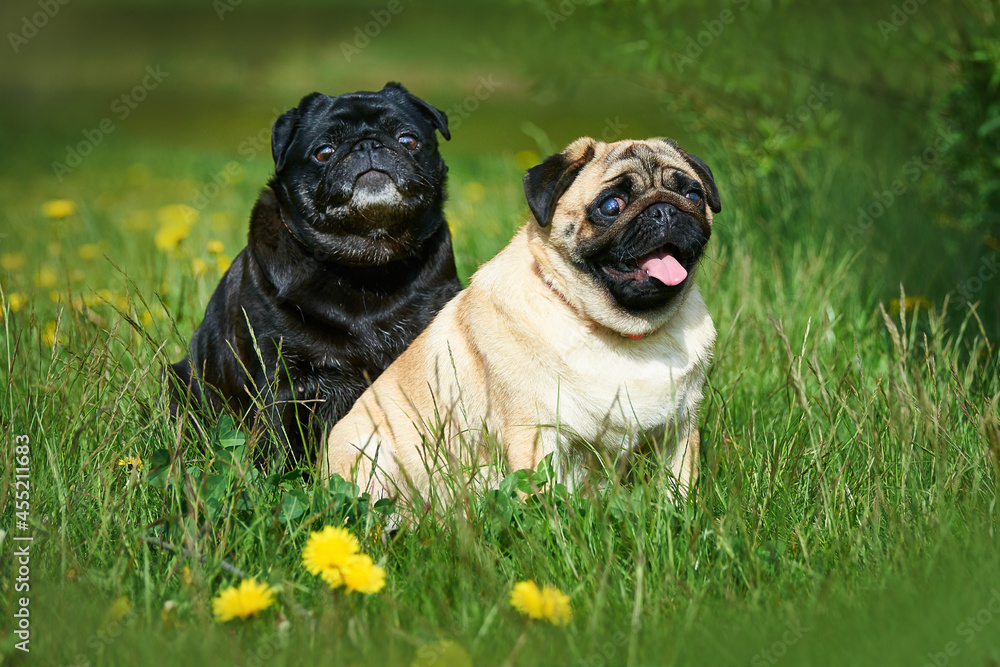 Portrait of two pugs black and apricot in green grass