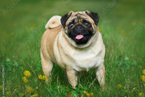 Pug breed dog of apricot color on a green lawn  portrait of a pug