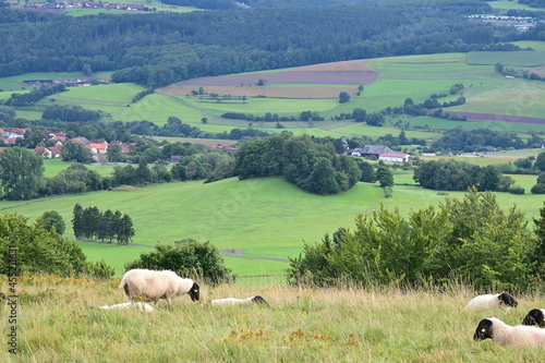 Panorama Blick von der Platzer Kuppe mit Rhönschafe photo