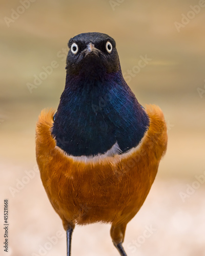 Superb Starling
Lamprotornis superbus
