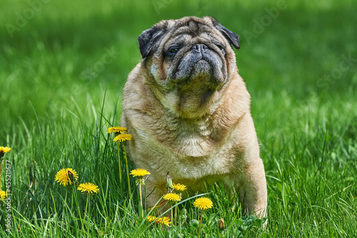 An adult old pug long-liver runs on the grass