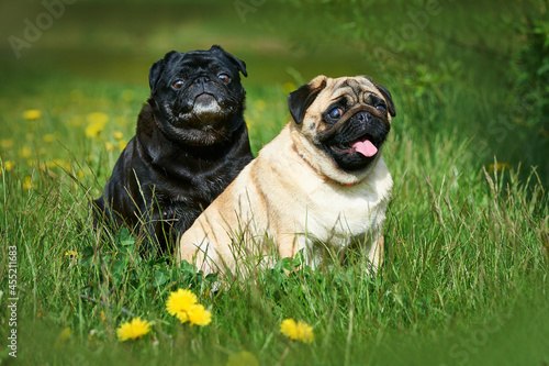 Obraz na płótnie Portrait of two pugs black and apricot in green grass w salonie