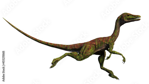 Compsognathus longipes  small dinosaur from the Late Jurassic period  isolated on white background