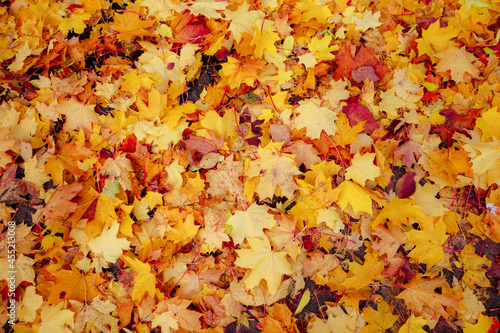 Foto top view of autumn foliage, fallen leaves, background or texture of golden maple