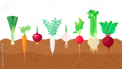 A set of vegetables in the garden. Leeks, carrots, onions, radishes, garlic, celery and beets grow in the ground.
