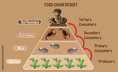Diagram showing Desert food chain for education