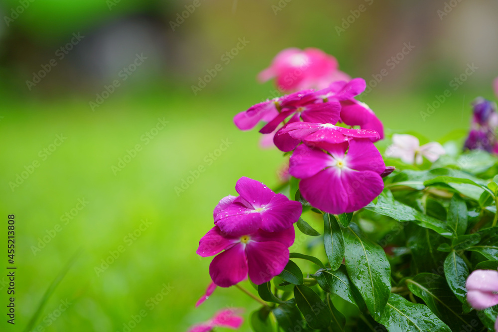 Close up beautiful and colorful Madagascar periwinkle flower in garden