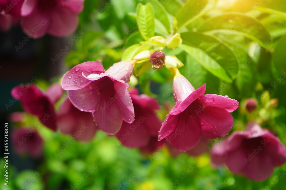 Allamanda blanchetii, focus on purple flowers with blurred background. Allamanda blanchetii, focus on purple flowers with blurred background.
